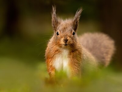 Red Squirrel seen in the Lake District, England