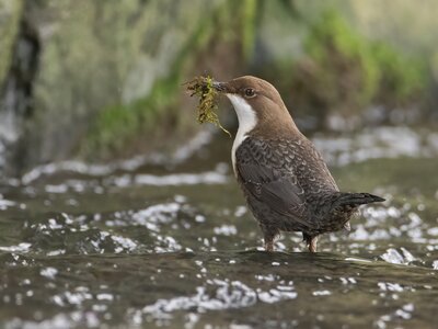 Dipper seen in the Lake District