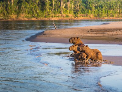 Family of Capybara huddled on the shores of the Amazon rainforest next to body of water, Peru