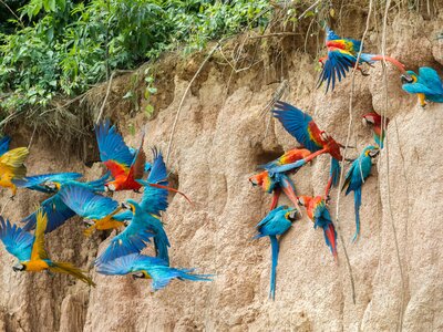 Colourful macaws flying away from clay lick whilst some are still perched on, Peru