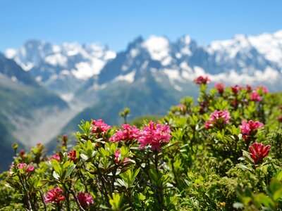 Blooming Alpine Rose (Rhododendron ferrugineum) in the nature reserve Aiguilles Rouges with Graian Alps in background, France, Europe