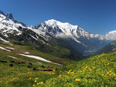 Snow-covered mountain with herd of cows lying down in green grass field at the bottom - Mont Blanc, Chamonix, France