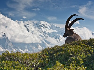 Ibex in front of Mont Blanc mountain, in Aiguilles rouges, Chamonix, France