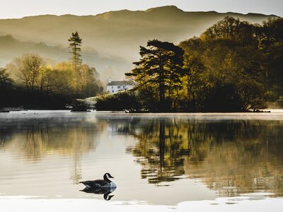 Canadian goose on Rydal Water lake during sunrise located between villages of Grasmere and Ambleside, Lake District National Park, Cumbria, UK