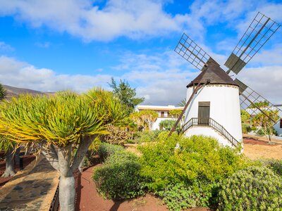 Old windmill in tropical gardens of Antigua village, Fuerteventura, Canary Islands, Spain