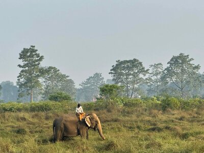 Man sat on elephant amidst tall grass with green bushes and tall trees in distance with hazy white and blue sky, Nepal