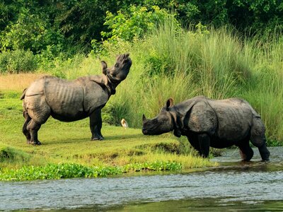 Baby Rhinoceros with Mother Rhino near shallow river at Chitwan National Park, Nepal