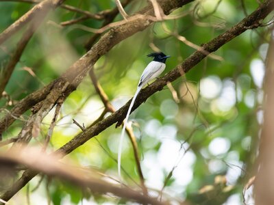 Indian Paradise Flycatcher captured in Chitwan National Park, Nepal