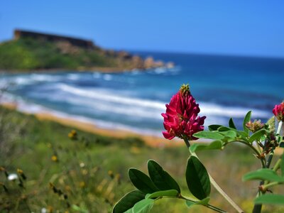 A closeup shot of bright red Sulla coronaria flowers in full bloom near Ghajn Tuffieha Bay, Malta