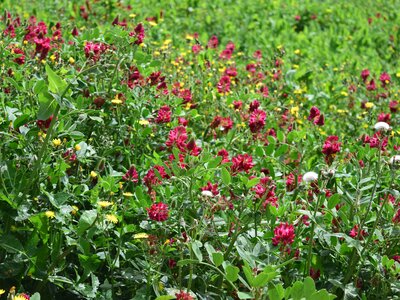 A closeup shot of Sulla coronaria flowers in full bloom in Malta