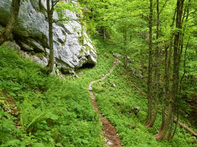 Komarca Trail through forest on the slopes of the Julian Alps, Slovenia