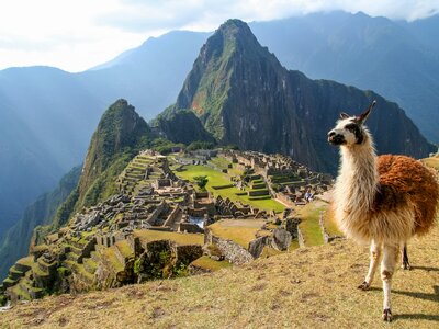 Llama in front of ancient Inca ruins of Machu Picchu, Peru