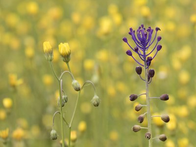 Yellow Hawkweed and purple Tassel Hyacinth growing next to each other with yellow flowers in background, Turkey